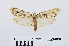  ( - RMNH.INS.538711)  @13 [ ] Unspecified (default): All Rights Reserved  Unspecified Unspecified