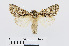  ( - RMNH.INS.538712)  @14 [ ] Unspecified (default): All Rights Reserved  Unspecified Unspecified