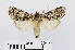  ( - RMNH.INS.538720)  @14 [ ] Unspecified (default): All Rights Reserved  Unspecified Unspecified