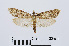  ( - RMNH.INS.538723)  @14 [ ] Unspecified (default): All Rights Reserved  Unspecified Unspecified