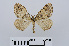  ( - RMNH.INS.538745)  @13 [ ] Unspecified (default): All Rights Reserved  Unspecified Unspecified