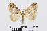  ( - RMNH.INS.538746)  @13 [ ] Unspecified (default): All Rights Reserved  Unspecified Unspecified