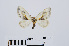  ( - RMNH.INS.538748)  @13 [ ] Unspecified (default): All Rights Reserved  Unspecified Unspecified