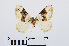  ( - RMNH.INS.538761)  @13 [ ] Unspecified (default): All Rights Reserved  Unspecified Unspecified