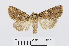  ( - RMNH.INS.538835)  @13 [ ] Unspecified (default): All Rights Reserved  Unspecified Unspecified