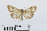  ( - RMNH.INS.538842)  @13 [ ] Unspecified (default): All Rights Reserved  Unspecified Unspecified