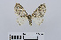  ( - RMNH.INS.538862)  @13 [ ] Unspecified (default): All Rights Reserved  Unspecified Unspecified