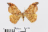  ( - RMNH.INS.538876)  @13 [ ] Unspecified (default): All Rights Reserved  Unspecified Unspecified