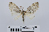  ( - RMNH.INS.538883)  @13 [ ] Unspecified (default): All Rights Reserved  Unspecified Unspecified