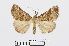  ( - RMNH.INS.538885)  @14 [ ] Unspecified (default): All Rights Reserved  Unspecified Unspecified