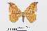  ( - RMNH.INS.538889)  @14 [ ] Unspecified (default): All Rights Reserved  Unspecified Unspecified