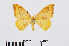 ( - RMNH.INS.538895)  @14 [ ] Unspecified (default): All Rights Reserved  Unspecified Unspecified