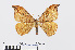  ( - RMNH.INS.538898)  @14 [ ] Unspecified (default): All Rights Reserved  Unspecified Unspecified