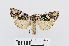  ( - RMNH.INS.538911)  @13 [ ] Unspecified (default): All Rights Reserved  Unspecified Unspecified