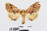  ( - RMNH.INS.538921)  @13 [ ] Unspecified (default): All Rights Reserved  Unspecified Unspecified
