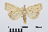  ( - RMNH.INS.538934)  @13 [ ] Unspecified (default): All Rights Reserved  Unspecified Unspecified