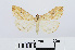  ( - RMNH.INS.538938)  @13 [ ] Unspecified (default): All Rights Reserved  Unspecified Unspecified