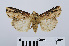  ( - RMNH.INS.538957)  @14 [ ] Unspecified (default): All Rights Reserved  Unspecified Unspecified