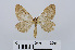  ( - RMNH.INS.538968)  @12 [ ] Unspecified (default): All Rights Reserved  Unspecified Unspecified