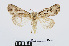  ( - RMNH.INS.538996)  @13 [ ] Unspecified (default): All Rights Reserved  Unspecified Unspecified