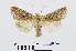  ( - RMNH.INS.539002)  @13 [ ] Unspecified (default): All Rights Reserved  Unspecified Unspecified