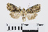  ( - RMNH.INS.539006)  @13 [ ] Unspecified (default): All Rights Reserved  Unspecified Unspecified