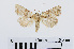  ( - RMNH.INS.539008)  @14 [ ] Unspecified (default): All Rights Reserved  Unspecified Unspecified