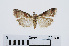  ( - RMNH.INS.539010)  @13 [ ] Unspecified (default): All Rights Reserved  Unspecified Unspecified
