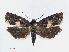 ( - RMNH.INS.539013)  @13 [ ] Unspecified (default): All Rights Reserved  Unspecified Unspecified