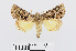  ( - RMNH.INS.539020)  @11 [ ] Unspecified (default): All Rights Reserved  Unspecified Unspecified