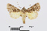  ( - RMNH.INS.539030)  @11 [ ] Unspecified (default): All Rights Reserved  Unspecified Unspecified