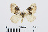  ( - RMNH.INS.539034)  @13 [ ] Unspecified (default): All Rights Reserved  Unspecified Unspecified