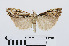  ( - RMNH.INS.539041)  @13 [ ] Unspecified (default): All Rights Reserved  Unspecified Unspecified