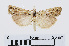  ( - RMNH.INS.539055)  @13 [ ] Unspecified (default): All Rights Reserved  Unspecified Unspecified