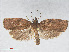  ( - RMNH.INS.539063)  @13 [ ] CreativeCommons - Attribution Non-Commercial Share-Alike (2014) Unspecified Naturalis, Biodiversity Centre