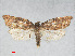  ( - RMNH.INS.539071)  @13 [ ] CreativeCommons - Attribution Non-Commercial Share-Alike (2014) Unspecified Naturalis, Biodiversity Centre