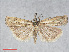  ( - RMNH.INS.539079)  @13 [ ] CreativeCommons - Attribution Non-Commercial Share-Alike (2014) Unspecified Naturalis, Biodiversity Centre
