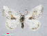  ( - RMNH.INS.539101)  @13 [ ] CreativeCommons - Attribution Non-Commercial Share-Alike (2014) Unspecified Naturalis, Biodiversity Centre