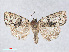  ( - RMNH.INS.539104)  @13 [ ] CreativeCommons - Attribution Non-Commercial Share-Alike (2014) Unspecified Naturalis, Biodiversity Centre