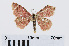 ( - RMNH.INS.540617)  @13 [ ] Unspecified (default): All Rights Reserved  Unspecified Unspecified