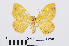  ( - RMNH.INS.540625)  @13 [ ] CreativeCommons - Attribution Non-Commercial Share-Alike (2014) Unspecified Naturalis, Biodiversity Centre