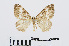  ( - RMNH.INS.540688)  @13 [ ] CreativeCommons - Attribution Non-Commercial Share-Alike (2014) Unspecified Naturalis, Biodiversity Centre
