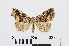  ( - RMNH.INS.540719)  @13 [ ] Unspecified (default): All Rights Reserved  Unspecified Unspecified