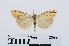 ( - RMNH.INS.540725)  @13 [ ] Unspecified (default): All Rights Reserved  Unspecified Unspecified