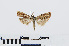  ( - RMNH.INS.540727)  @12 [ ] Unspecified (default): All Rights Reserved  Unspecified Unspecified