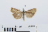  ( - RMNH.INS.540728)  @12 [ ] Unspecified (default): All Rights Reserved  Unspecified Unspecified