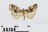  ( - RMNH.INS.540738)  @13 [ ] Unspecified (default): All Rights Reserved  Unspecified Unspecified