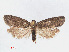  ( - RMNH.INS.540742)  @13 [ ] Unspecified (default): All Rights Reserved  Unspecified Unspecified