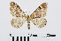 ( - RMNH.INS.540746)  @14 [ ] Unspecified (default): All Rights Reserved  Unspecified Unspecified