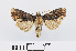  ( - RMNH.INS.540753)  @14 [ ] Unspecified (default): All Rights Reserved  Unspecified Unspecified